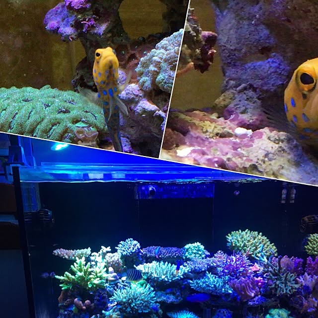 aquarium_seaさんの実例写真