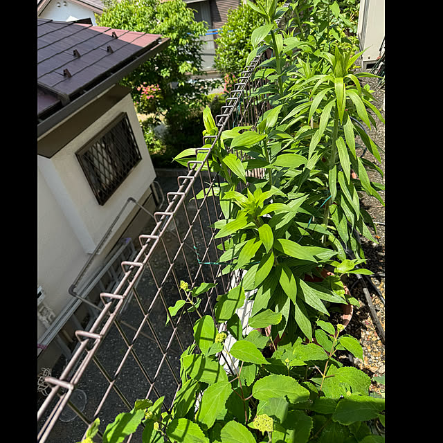 mamizaさんの部屋