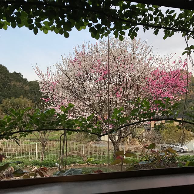 pepeさんの実例写真
