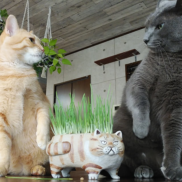 annさんの実例写真