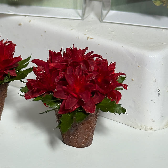 zuccoさんの部屋