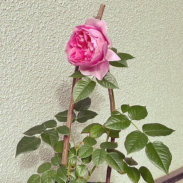 seiseiさんの実例写真