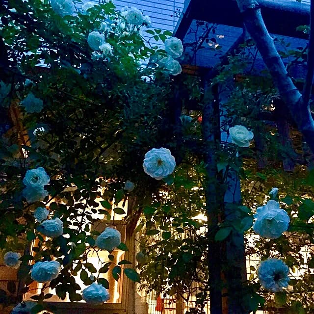 butachanさんの実例写真