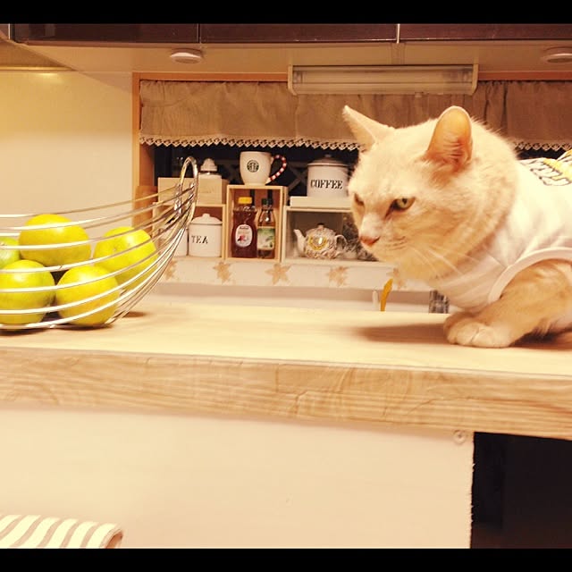 momakiさんの実例写真