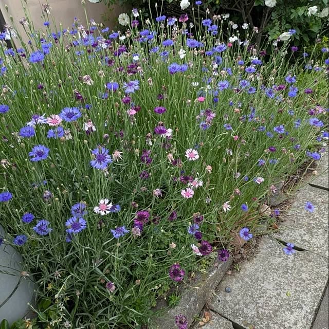 minnieさんの部屋