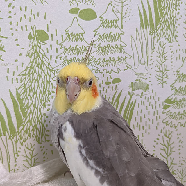 ma1214koさんの実例写真