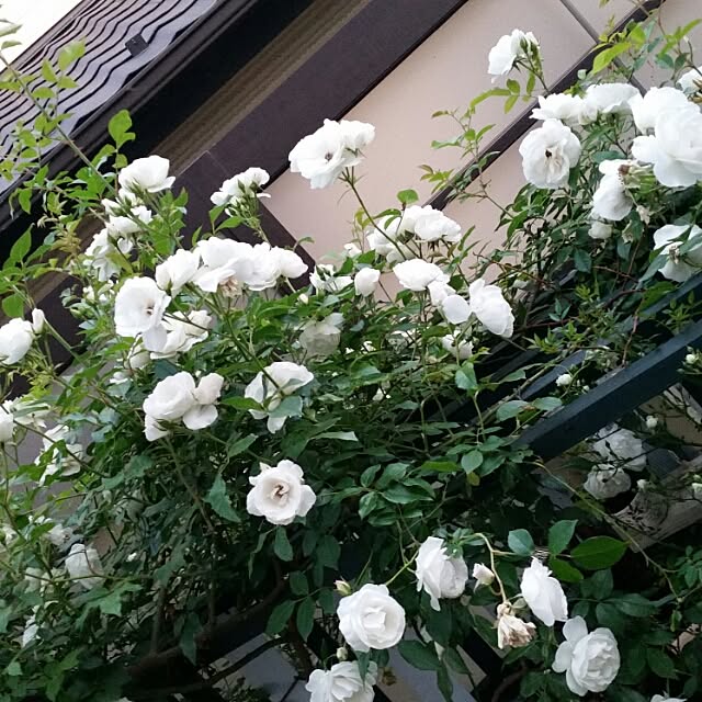 wakuwaku.nobukoさんの実例写真