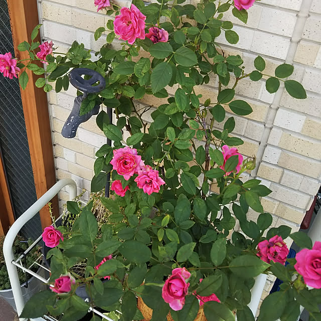 Marikoさんの実例写真