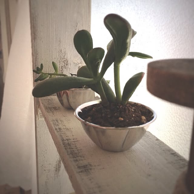 rookuさんの実例写真