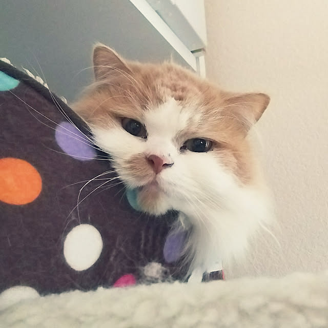 nonkoさんの実例写真