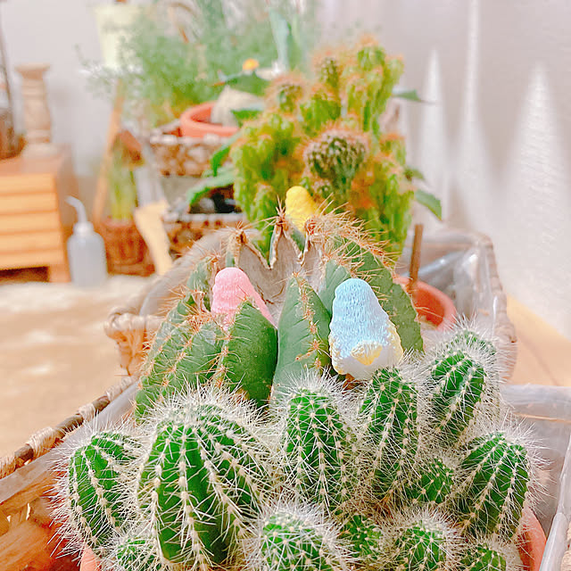 Hanakaさんの部屋