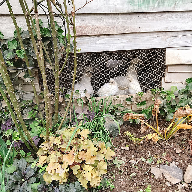 pepeさんの実例写真