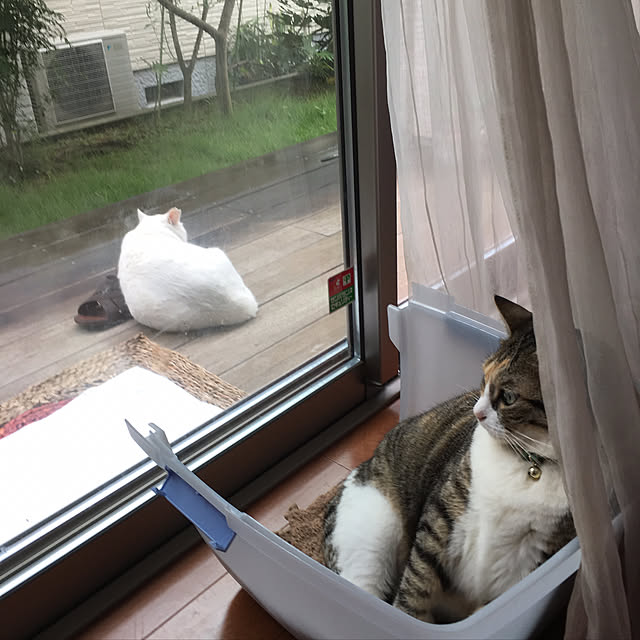リビング/猫のいる日常のインテリア実例 - 2017-08-31 10:05:12