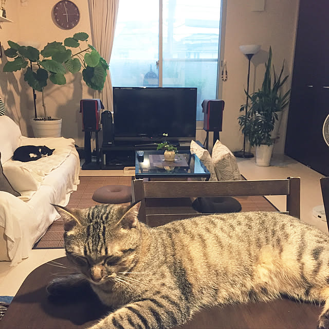 kirinさんの実例写真