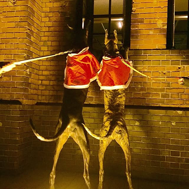 実例写真