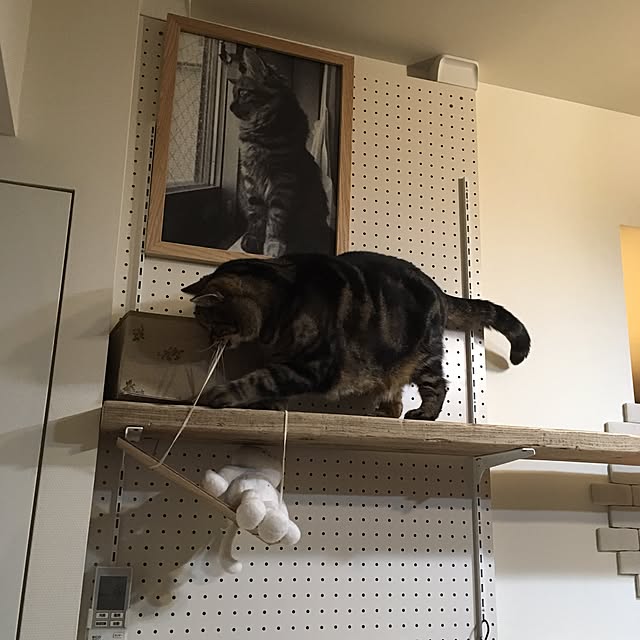 mikomaruさんの実例写真