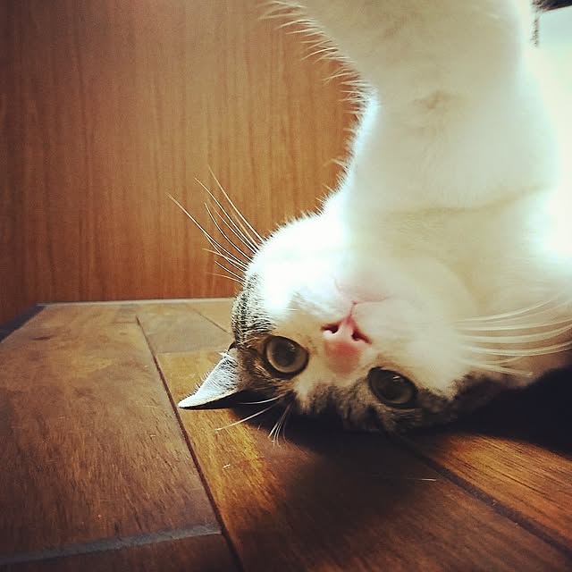kiraさんの実例写真