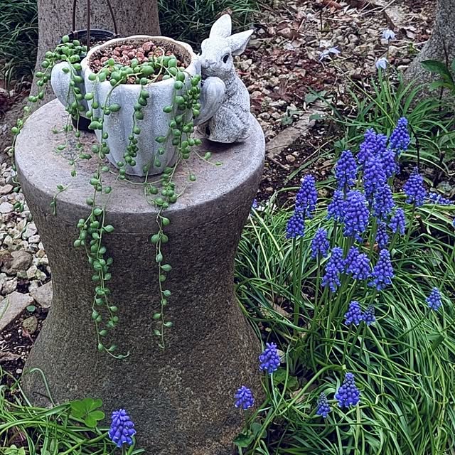 ku-garnet18さんの実例写真