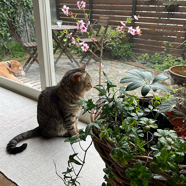 kuuさんの実例写真