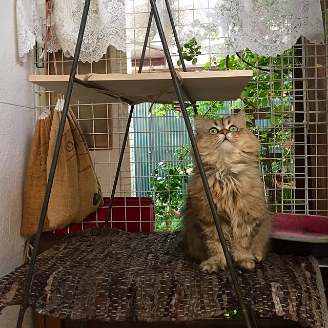 butachanさんの実例写真