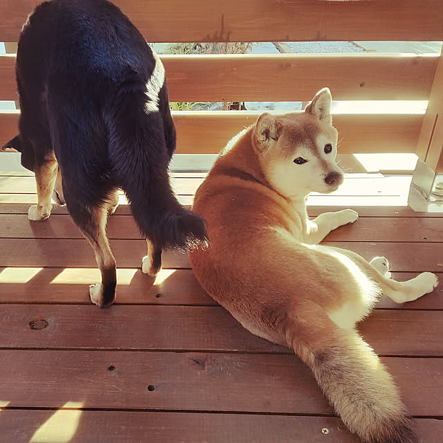 ponhanaさんの実例写真