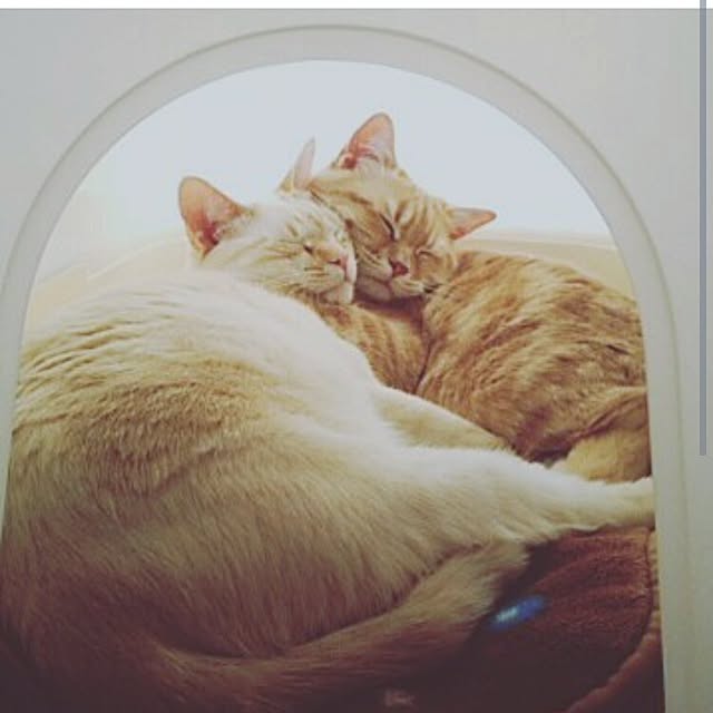 mntcさんの実例写真