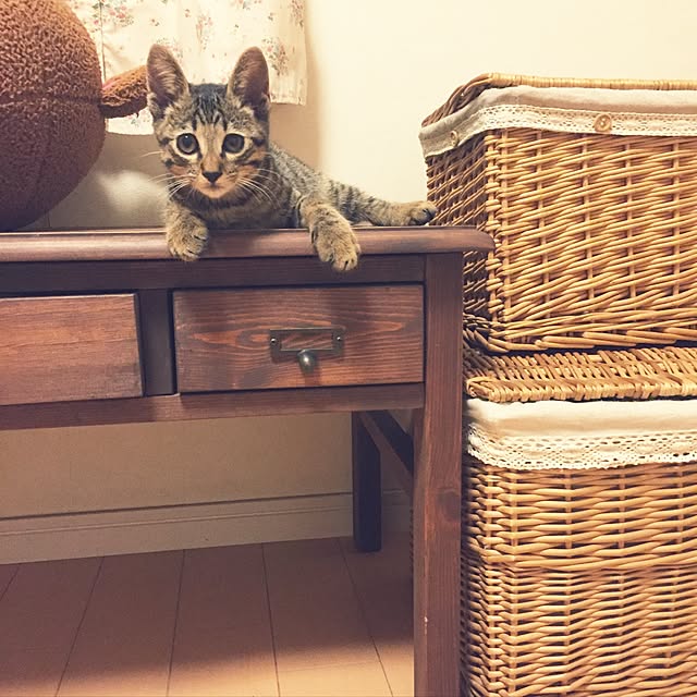 cocoamamaさんの実例写真