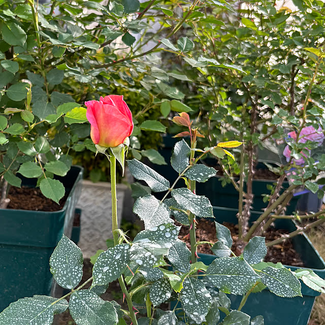 choさんの実例写真