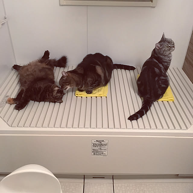 mikomaruさんの実例写真