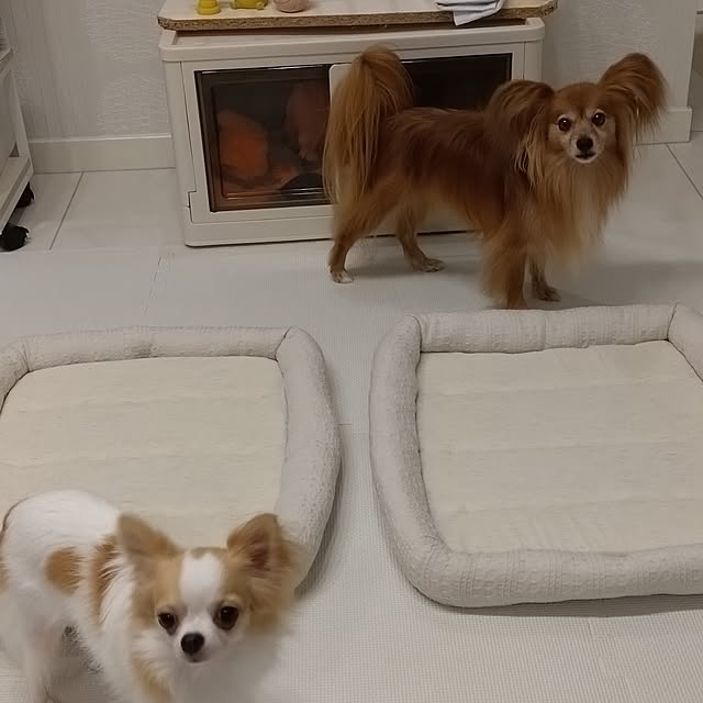 toratanさんの実例写真