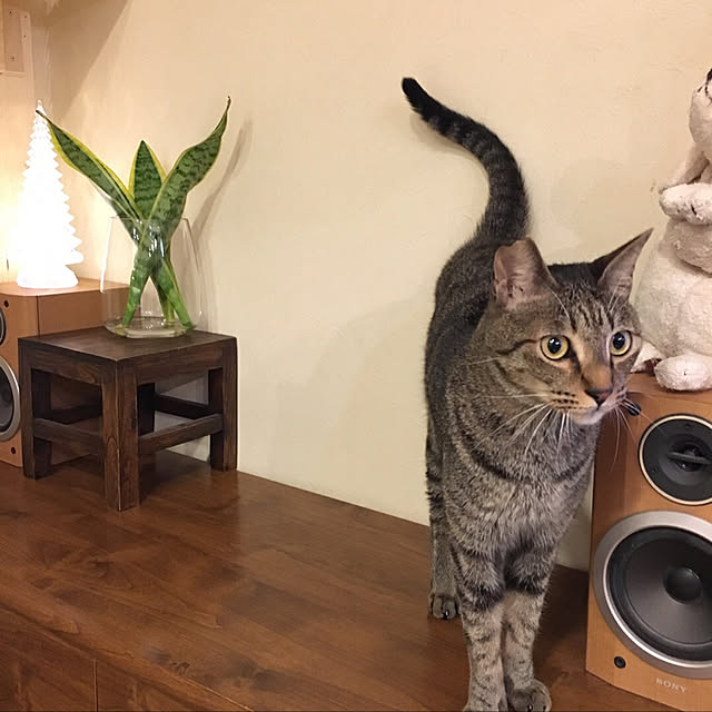 pachaさんの実例写真