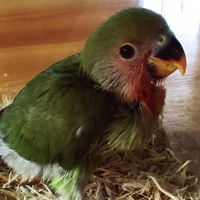 pipiさんの実例写真
