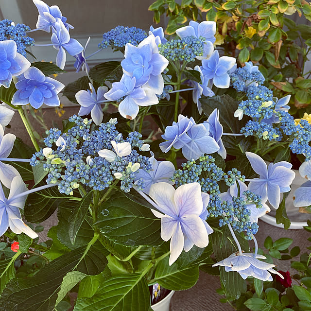 yuko.sgt0726さんの実例写真