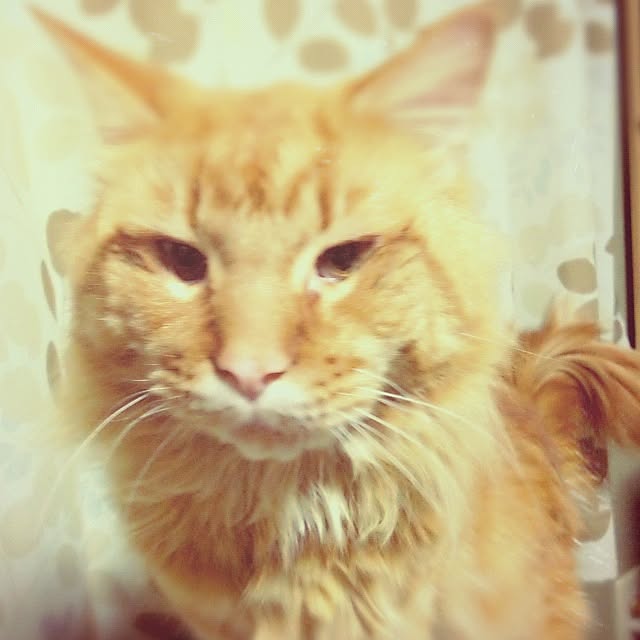 ofusuroさんの実例写真