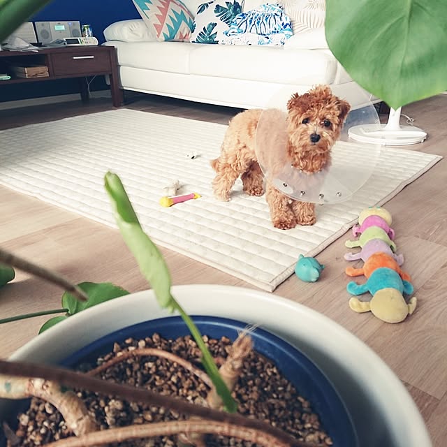 macoさんの実例写真