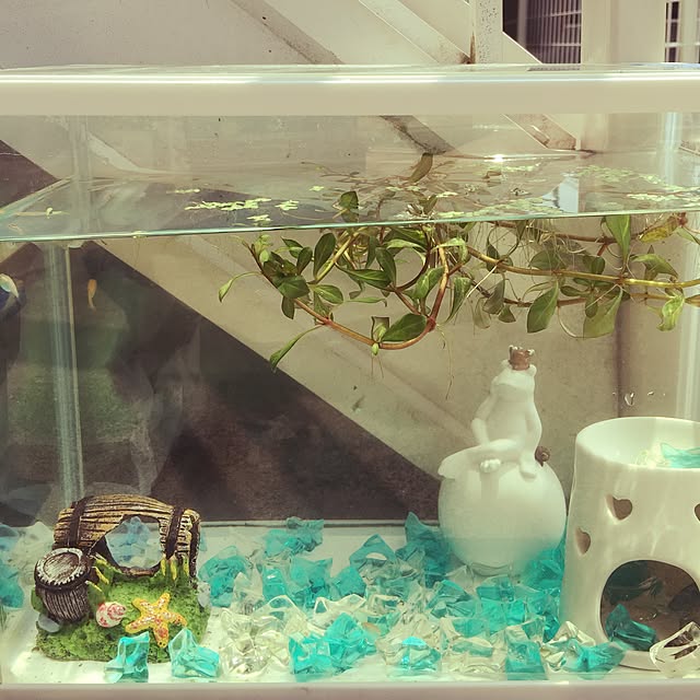 fumi_fufufuさんの実例写真