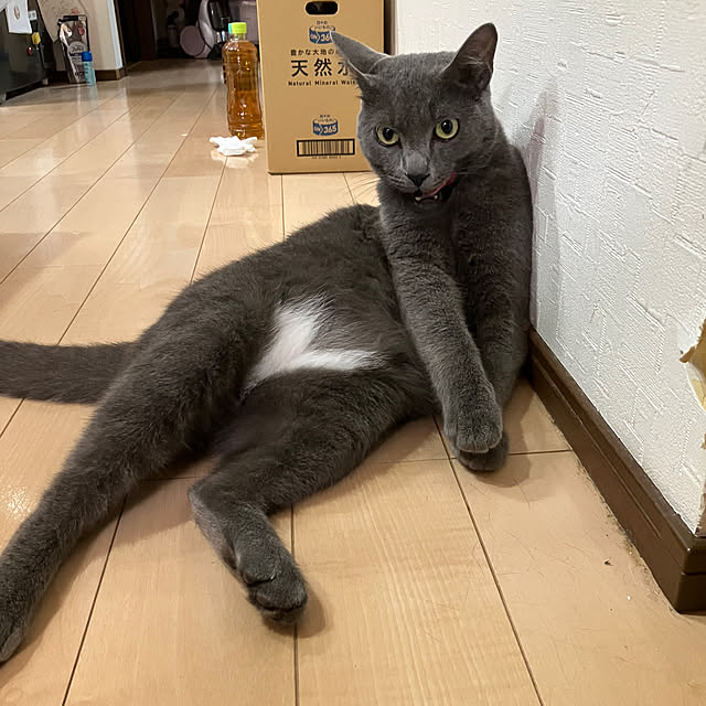 nekoさんの実例写真