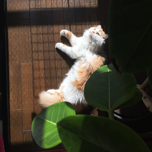 Ray.mさんの実例写真