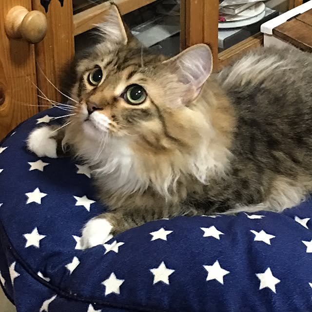 CATさんの実例写真
