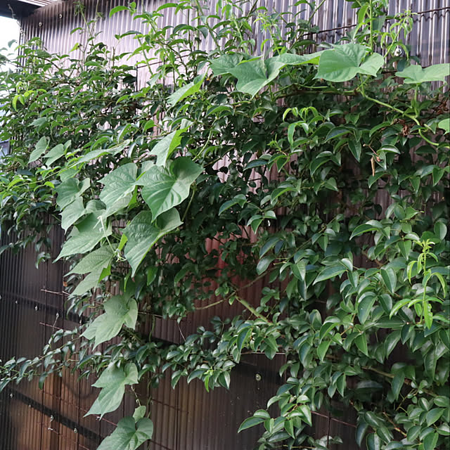 maaanaさんの実例写真
