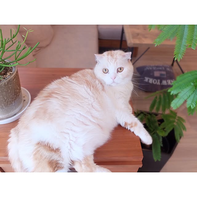hara0707さんの実例写真