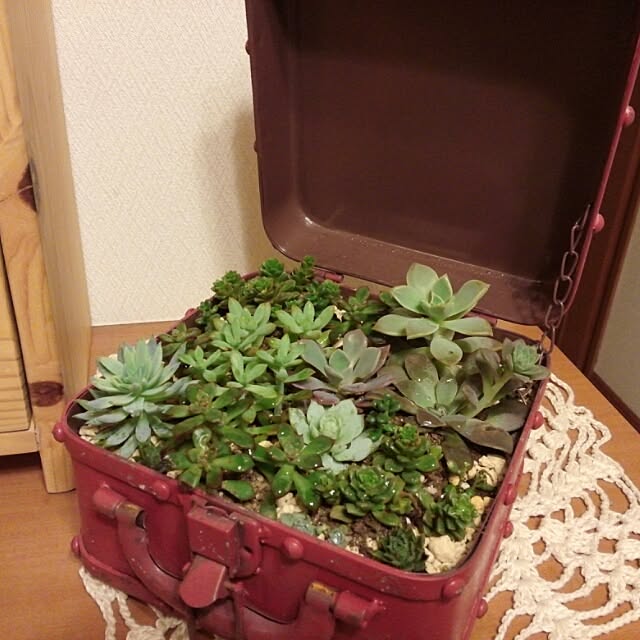 terumi.kさんの実例写真