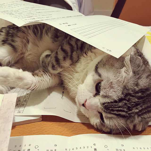 moolさんの実例写真