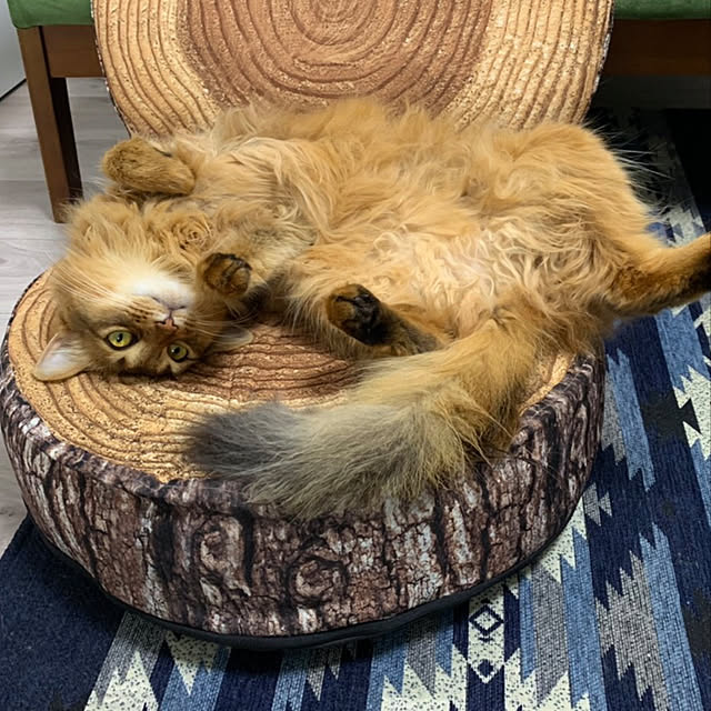 puniyumiさんの実例写真