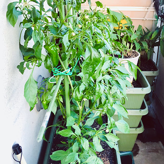 hanachanさんの部屋