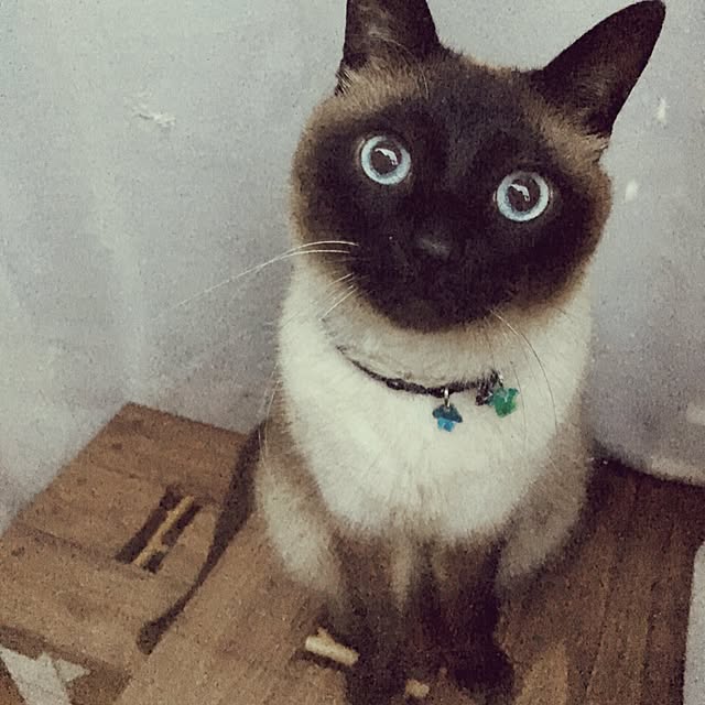 mintcatさんの実例写真