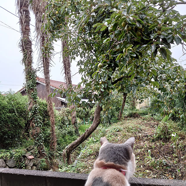 fukuさんの実例写真