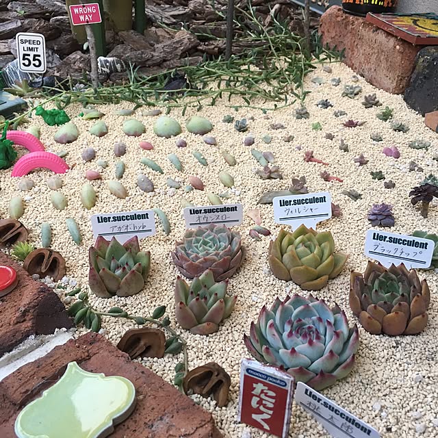 bon-bon-hippieさんの実例写真