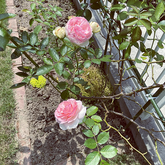 tabinekoさんの実例写真