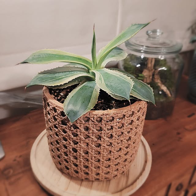 masarinn.さんの実例写真